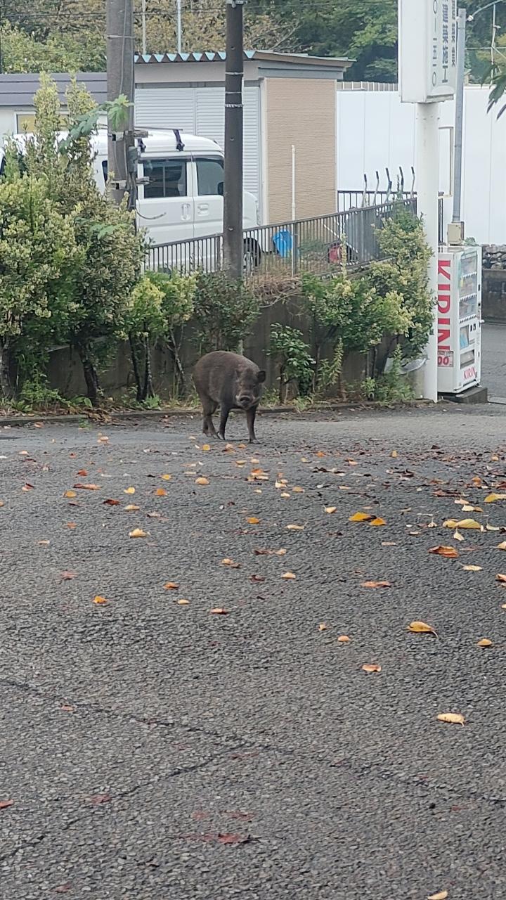 いのしし目撃情報